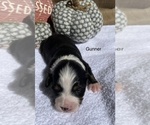 Small Photo #1 Miniature Australian Shepherd Puppy For Sale in IRWIN, PA, USA
