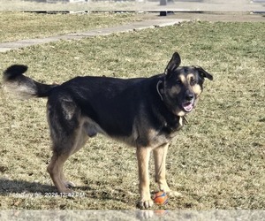 German Shepherd Dog Puppy for sale in STERLING HEIGHTS, MI, USA