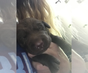 Labrador Retriever Puppy for sale in VALLEY, WA, USA