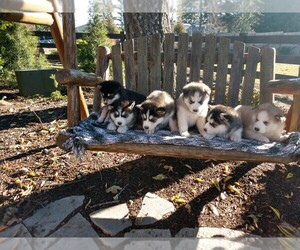 Medium Alaskan Husky