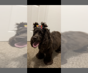 Mother of the Cockapoo (Toy) puppies born on 07/23/2026