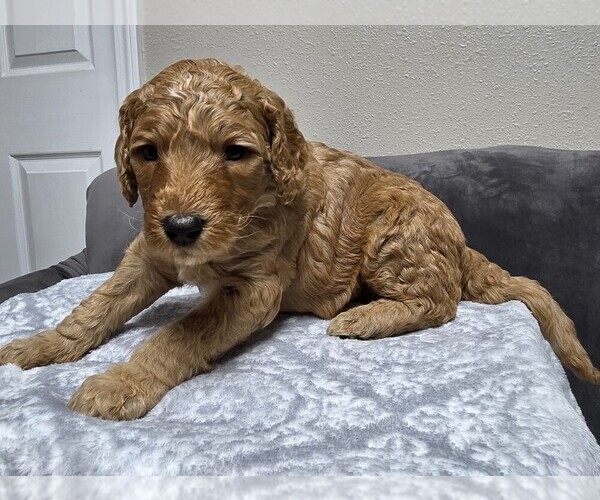 Medium Photo #35 Goldendoodle Puppy For Sale in COLLINSVILLE, IL, USA
