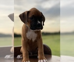 Small Photo #9 Boxer Puppy For Sale in WAUCHULA, FL, USA