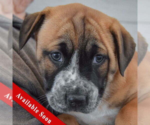 Medium Photo #1 Boxer-Colonial Cocker Spaniel Mix Puppy For Sale in Huntley, IL, USA