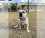 Small #2 Bulldog