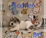 Small #9 Chizer