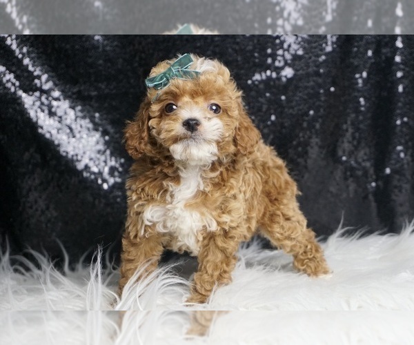 Medium Photo #3 Poodle (Toy) Puppy For Sale in WARSAW, IN, USA