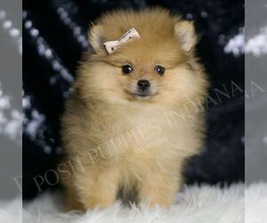 Pomeranian Puppy for sale in WARSAW, IN, USA