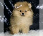 Small Pomeranian