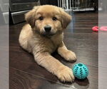 Small #4 Golden Retriever Mix