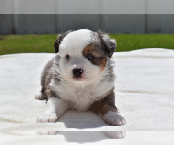 Medium Photo #2 Miniature Australian Shepherd Puppy For Sale in PALM COAST, FL, USA