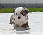 Small #1 Miniature Australian Shepherd