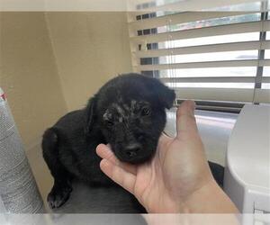 Labrador Retriever Dogs for adoption in Houston, TX, USA