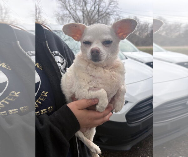 Medium Photo #1 Chihuahua-Unknown Mix Puppy For Sale in Clarkston, MI, USA