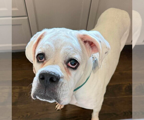 Medium Photo #2 Boxer Puppy For Sale in Burnsville, MN, USA