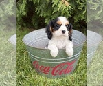 Small #1 Cavalier King Charles Spaniel