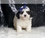 Puppy Hugo F1B Goldendoodle (Miniature)