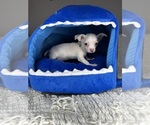 Small #13 Chihuahua