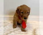 Small #1 Golden Retriever