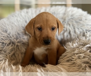 Labbe Puppy for sale in CONVERSE, IN, USA