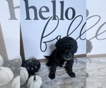 Puppy Purple Girl Labradoodle-Poodle (Miniature) Mix