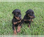 Small #3 Doberman Pinscher