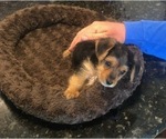 Small Photo #11 Morkie Puppy For Sale in NEW PORT RICHEY, FL, USA
