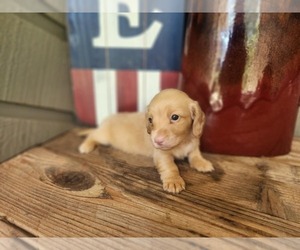 Dachshund Puppy for sale in GALENA, KS, USA
