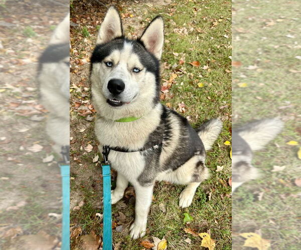 Medium Photo #2 Siberian Husky Puppy For Sale in Lawrenceville, NJ, USA