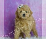 Small Photo #74 Poodle (Miniature) Puppy For Sale in WARSAW, IN, USA