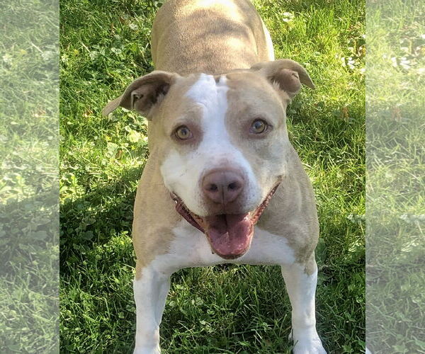 Medium Photo #2 American Staffordshire Terrier Puppy For Sale in Cranford, NJ, USA