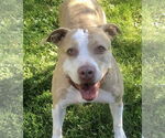 Small #1 American Staffordshire Terrier