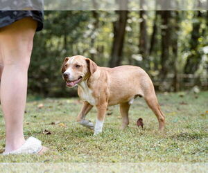 Boxer-Unknown Mix Dogs for adoption in Unionville, PA, USA