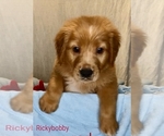 Puppy Puppy 1 Golden Retriever