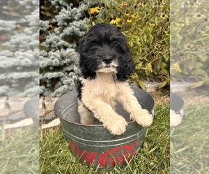 Cockapoo Puppy for sale in MIDDLEBURY, IN, USA