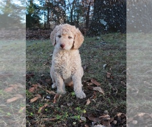 Goldendoodle Puppy for sale in BRIGHTON, MO, USA