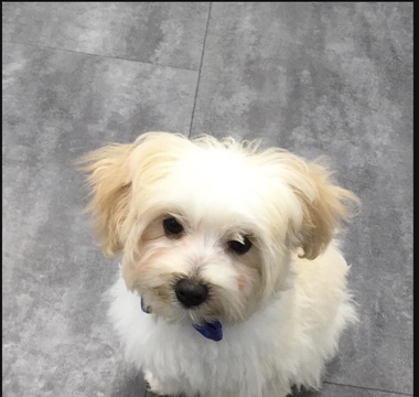 Medium Photo #1 Maltipoo Puppy For Sale in BRUNSWICK, ME, USA