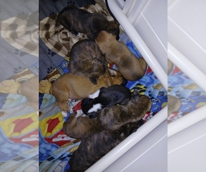 Boxer Puppy for sale in GALESBURG, IL, USA