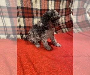 Medium Poodle (Miniature)