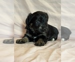 Kitten - Female Corgipoo Puppy for Sale - Photo #11