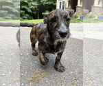 Small #3 Dachshund Mix