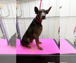 Small #1 Doberman Pinscher