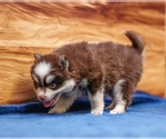 Small #3 Pomsky
