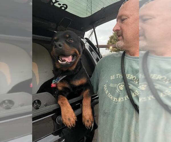 Medium Photo #1 Rottweiler Puppy For Sale in Orange Grove, TX, USA