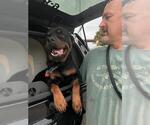 Small Rottweiler