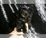 Small #1 Maltipoo