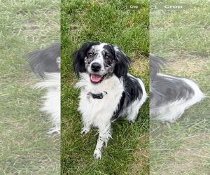 Australian Shepherd-Unknown Mix Dogs for adoption in Des Moines, IA, USA