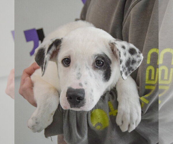 Medium Photo #4 Labrenees Puppy For Sale in Huntley, IL, USA