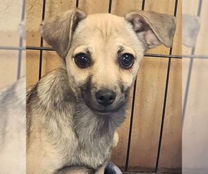 Butch - Male Chihuahua Dog for Adoption - Photo #9