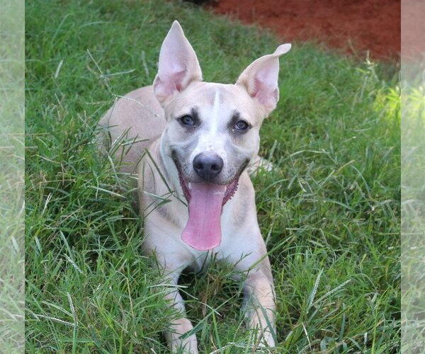 Medium Photo #1 Mutt Puppy For Sale in Jackson, MS, USA